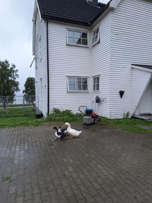 Privat Leilighet Pa Gard Med Badstue Og Nordlys 나르비크 외부 사진